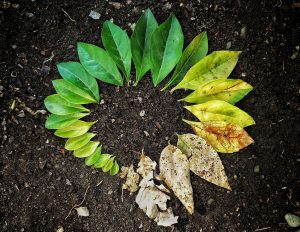 projekt auf baumfühlung